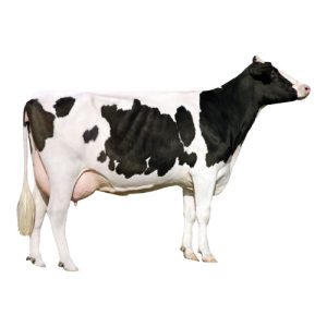 Holstein