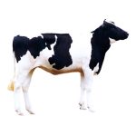 Holstein Heifer