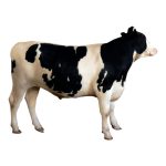 Holstein Steer