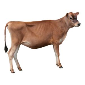 Hersey Heifer 1