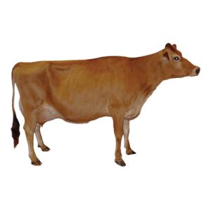 Jersey Sr. 1