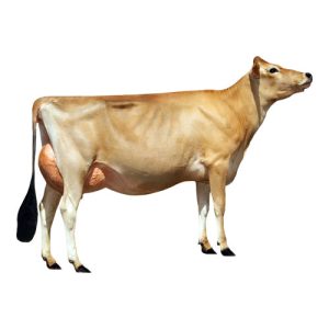 Jersey Sr. 2