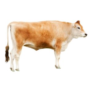 Jersey Steer