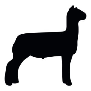 Lamb Silhouette 3