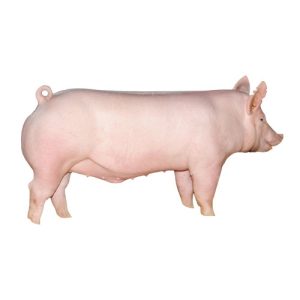 Light Crossbred