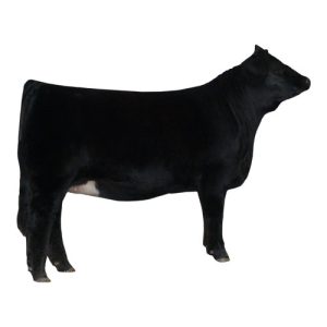 Limousin Female