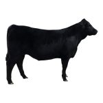 Limousin Steer