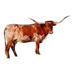 Longhorn Heifer