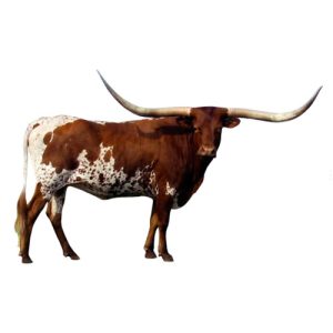 Longhorn Steer