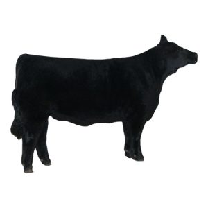 Maine Anjou Female