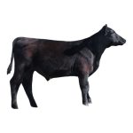 Maine Anjou Steer