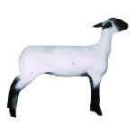 Market Lamb Ewe