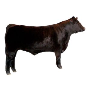 Market Steer 1