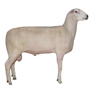 Montadale Ram