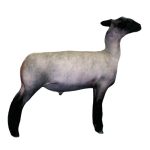 Natural Colored Lamb