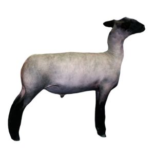 Naturlal Colored Lamb