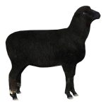 Natural Colored Medium Wool Sheep