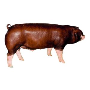 Poland China Barrow