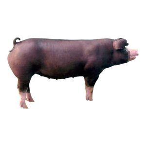 Poland China Gilt