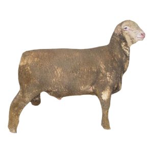 Rambouillet Ram