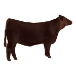 Red Angus Female