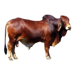 Red Brahman Bull
