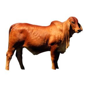 Red Brahman Female