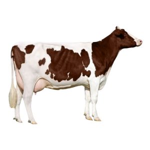 Red Holstein