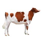 Red Holstein Heifer
