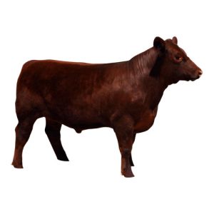 Red Steer