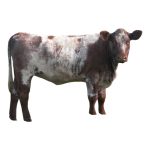 Roan Shorthorn Heifer