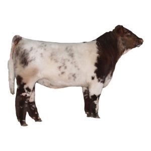 Shorthorn Bull 1
