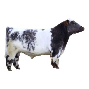 Shorthorn Bull 2