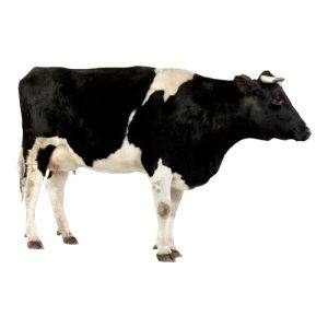Shorthorn Dairy 1