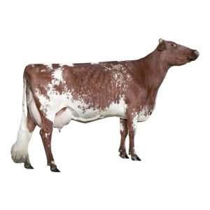 Shorthorn Dairy 2