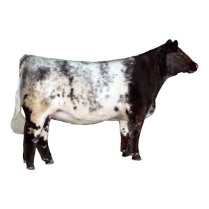 Shorthorn Female 2