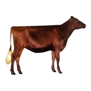 Shorthorn Milking 2