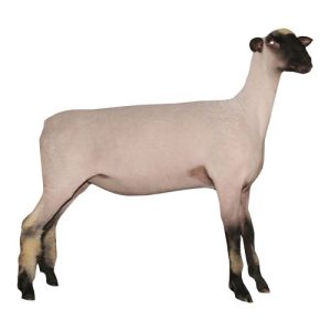 Shropshire Ewe