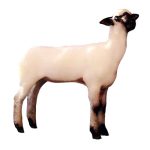 Shropshire Lamb