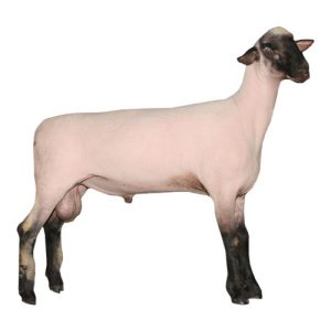 Shropshire Ram