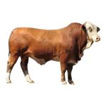 Simbrah Bull