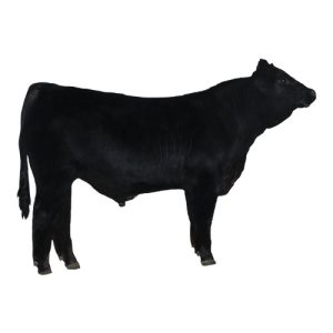 Simmental Bull