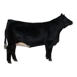 Simmental Female 1