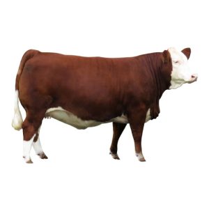 Simmental Female 2