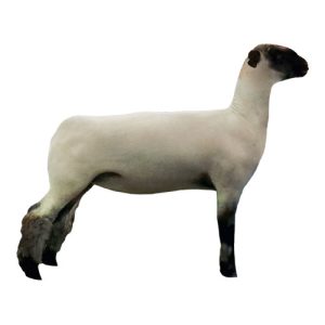 Slick Shorn Hampshire Ewe 2