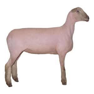 Southdown Ewe