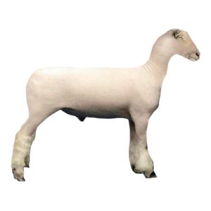 Southdown Lamb