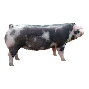 Spot Gilt