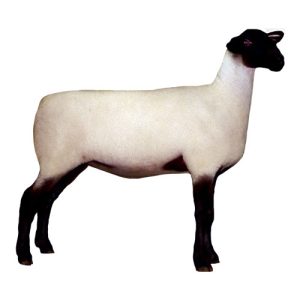 Suffolk Ewe