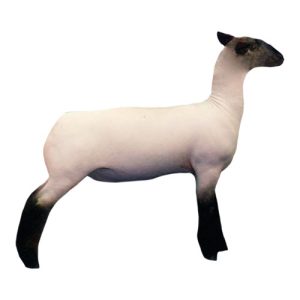 Suffolk Lamb 1